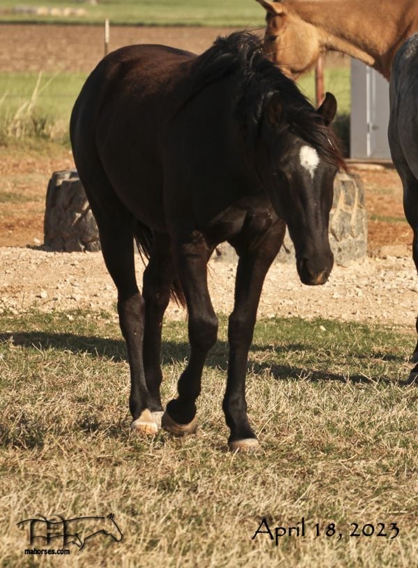 Pocowood Hancock's 2021 Black filly